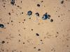 ساحل بندر بوشهر از لکه های نفتی پاکسازی شد