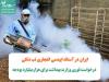 ایران در آستانه اپیدمی انفجاری تب دنگی/ درخواست فوری وزارت بهداشت برای هزارمیلیارد بودجه