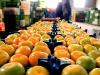 صادرات طلای نارنجی مازندران از ۲۵هزار تن گذشت