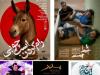 میزبانی تئاتر شهرزاد از پنج نمایش