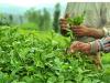 خوش‌بینی صادرکنندگان چای هند به بازار بزرگ ایران