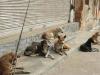 جولان سگ های ولگرد تهدیدی جدی برای سلامت مردم دزفول