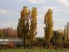 پای سودجویان روی مجرای تنفسی مردم یزد / چه کسی منجی باغ ها می‌شود؟