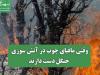 وقتی مافیای چوب در آتش سوزی جنگل دست دارند