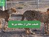 طبیعت خالی از سلطه یوزها