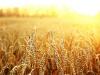 رشد ۹.۳ درصدی خرید گندم در استان لرستان