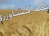 ۴ محصول زراعی زیر پوشش بیمه اجباری رفت