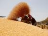 ۸۰ هزار تن گندم مازاد کشاورزان استان سمنان خرید تضمینی می شود