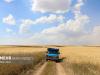 افزایش ۳۴ درصدی خرید گندم در آذربایجان شرقی