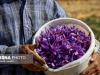 گلبرگ‌ زعفران هنوز دورریز می شود