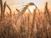 نرخ خرید تضمینی گندم در سال زراعی ۱۴۰۳-۱۴۰۴ چقدر است؟