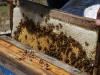مشگین‌شهر ۱۰ هزار کلنی زنبور عسل دارد