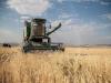۲۸۰ هزار تن گندم از کشاورزان استان مرکزی خریداری شده است