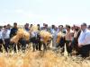 جشن برداشت گندم در مراغه با حضور مسئولان و کشاورزان نمونه