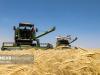 بیش از ۷۰ هزار تن گندم از مزارع سنقر و کلیایی برداشت شد