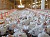 ۱۱ تن مرغ قاچاق در صومعه سرا کشف شد