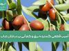 آسیب قطعی گسترده برق و کم آبی بر درختان عناب