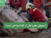 آسیبهای مجروحان از کدام نواحی است؟