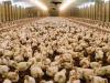 تثبیت و پایداری تولید مرغ کشور تا پایان سال