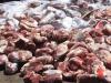 کشف ۷۰ تن گوشت وارداتی فاسد در شهر ری