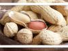 بادام‌زمینی، سلاحی طبیعی علیه پیری زودرس