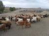 تامین ۱۷.۸ درصد گوشت دام سبک استان سمنان توسط بهره برداران شاهرودی