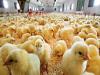 افزایش واحدهای مرغداری سرفیروزآباد و رشد ظرفیت جوجه‌ریزی