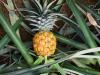 تولید انبوه «آناناس» در محلات