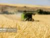 قیمت گندم جهانی امروز پنجشنبه اول آبان ۱۴۰۴