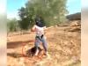 حمله وحشیانه به پیرزنی روستایی هنگام زیتون چینی+فیلم