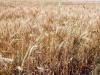 رئیس‌جمهور دستور بررسی اصلاح قیمت خرید تضمینی گندم را داد
