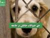 حق حیوانات خانگی بر جامعه