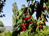 رتبه پنجم آذربایجان شرقی در تولید محصول گیلاس در کشور