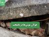 جولان موش‌ها در پایتخت