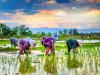 توسعه کشت برنج در کارون با روش های نوین آبیاری