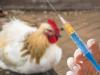 مهار کامل آنفلوانزای فوق حاد پرندگان در کشور