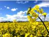 محصول کلزا در مازندران خرید تضمینی می‌شود