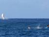 رقص نهنگ در بازی‌های موج سواری المپیک+فیلم