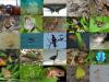 پنج پیشنهاد ایران برای حفاظت از تنوع زیستی
