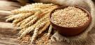 خرید گندم از کشاورزان استان همدان آغاز شد