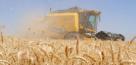 ایران امسال هم در تولید گندم خودکفا است