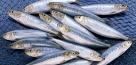 خام‌فروشی و جای خالی سودآوری ساردین‌ماهیان
