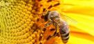 زنبورهای عسل سرطان ریه را بو می‌کشند