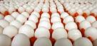 تولید ماهانه ۱۰۵ هزار تن تخم‌مرغ در کشور