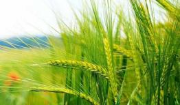 تقویت سازوکارهای تحمل گیاه گندم در برابر تنش‌ها