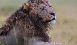 تصویر خاص از یک شیر نر با یال‌های فِر/ سوژه روز حیات وحش در فضای مجازی