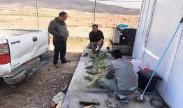 جسور: صیادان متخلف در منطقه حفاظت‌شده تالاب نوروزلو دستگیر شدند