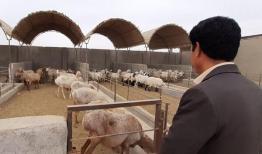 طرح «جهش تولید در دامداری‌های روستایی و عشایری» در کرمانشاه اجرا می‌شود