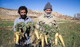 نماینده اردکان: جشنواره زردک فرصتی برای توسعه گردشگری خرانق است