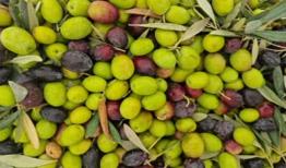 خشکسالی روغن زیتون را در اروپا کمیاب کرد